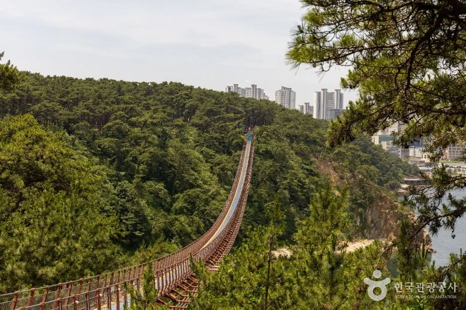 대왕암공원 출렁다리 전 구간과 뒤편 울산 시가지 아파트 단지