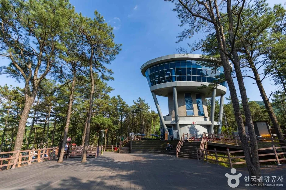 마장호수 소나무 숲 위에 세워진 원형 전망대 카페 건물