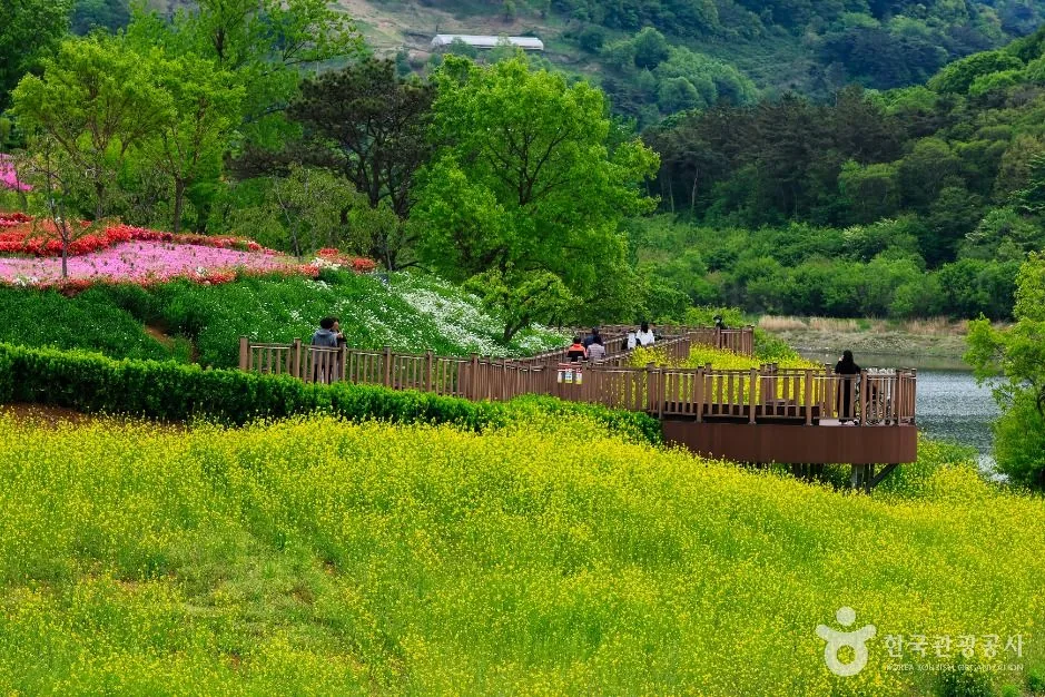 유채밭과 철쭉 사이로 이어진 옥정호 붕어섬의 나무 데크 산책로