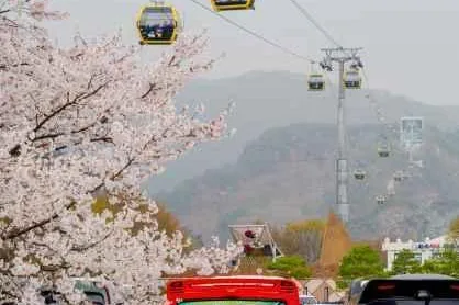 벚꽃 너머로 지나가는 소금산 케이블카 캐빈