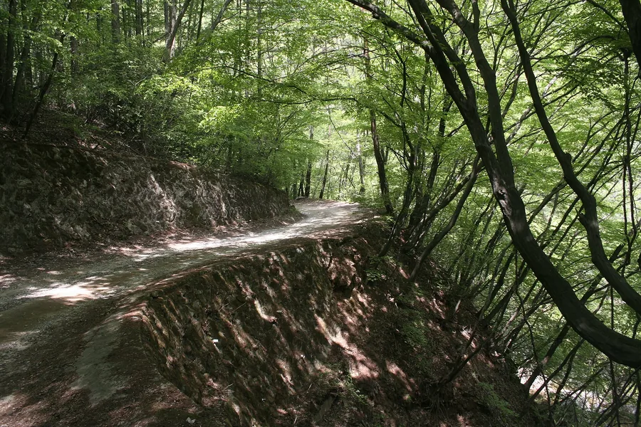 여름 — 짙은 숲에 덮인 산길. 구룡·부곡·금대 세 계곡이 이 산의 여름을 지탱한