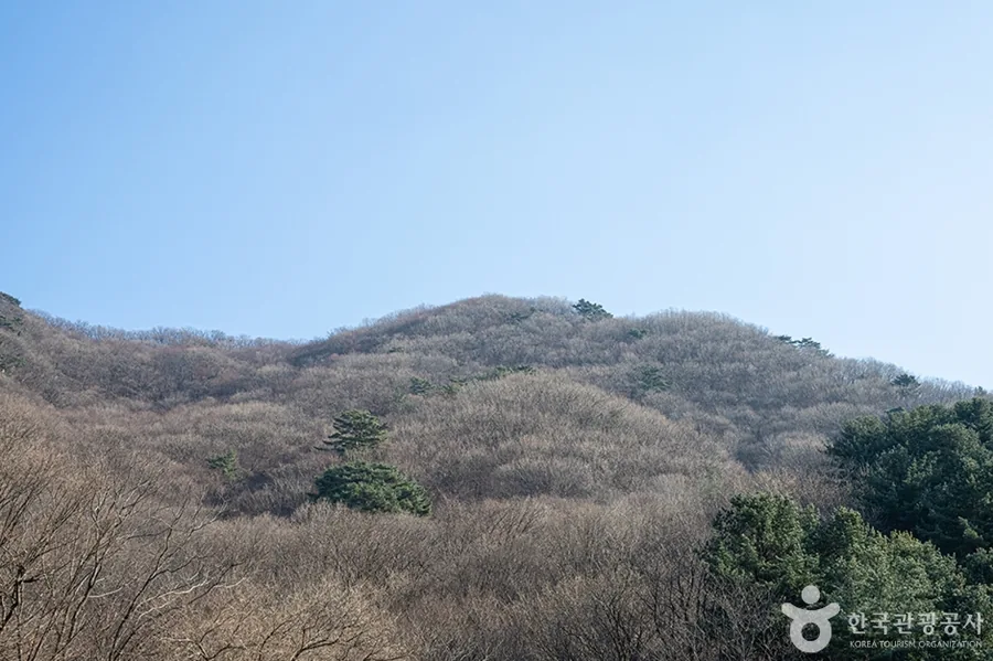축령산 능선 사면과 침엽수