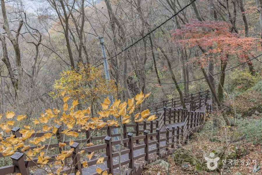 낙엽이 진 비탈을 따라 굽이치며 놓인 나무 데크 계단과 난간