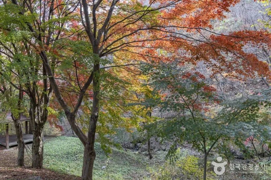 가을 — 골짜기를 메운 단풍나무. 이 산의 가을은 붉은 잎과 회색 암벽이 층을 이