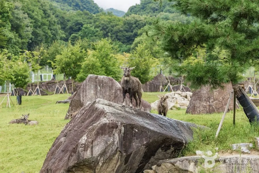 바위 위에 올라선 산양과 풀밭에 앉은 산양들