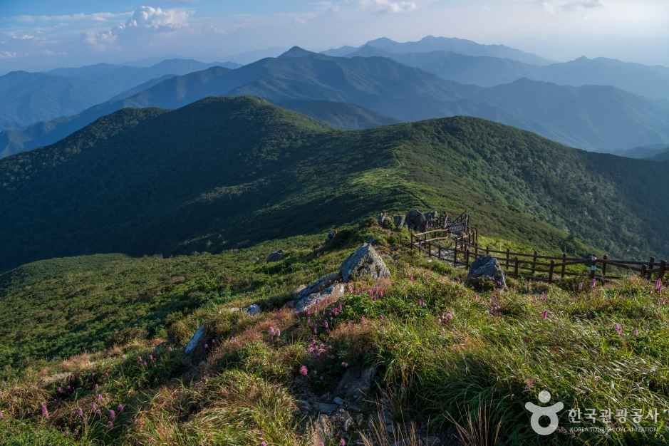 여름 — 향적봉 일대 여름 능선. 야생화가 핀 풀밭 사이로 남덕유 방향 산줄기가