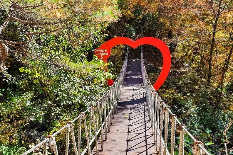 가리왕산자연휴양림의 나무 출렁다리와 단풍 든 숲