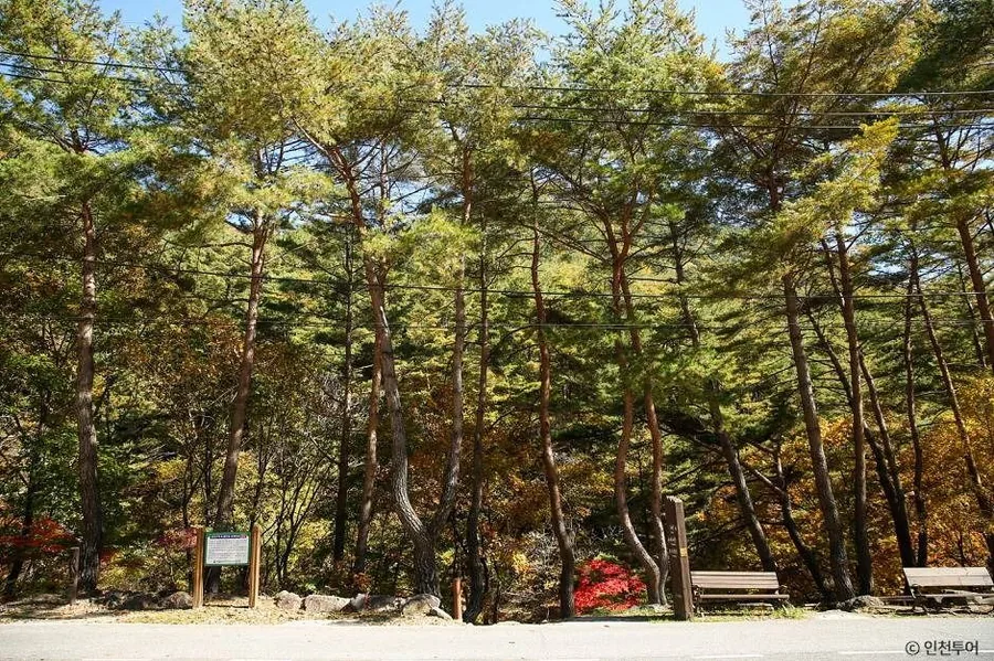 가리왕산자연휴양림 초입의 키 큰 소나무 숲과 벤치