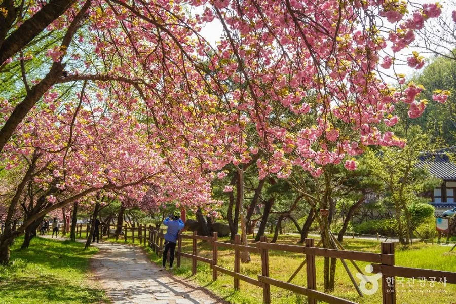 봄 — 금오산도립공원 진입로의 봄. 벚나무 아래로 산책길이 이어진다 ⓒ한국관광공