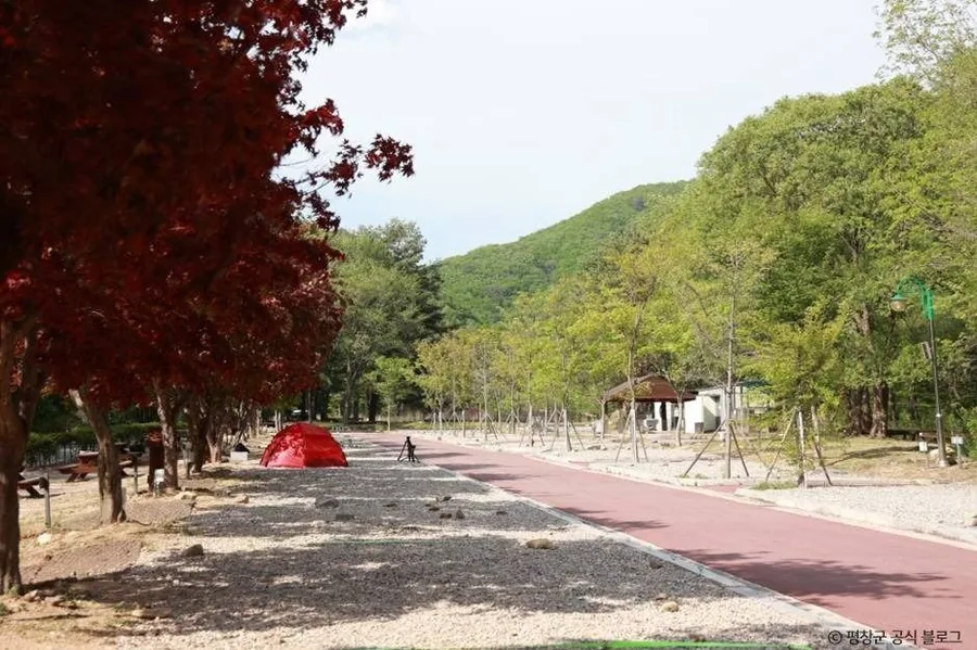 봄 — 봄의 계방산 자락 캠핑장. 붉은 단풍나무 새잎과 신록이 함께 오른다. ⓒ