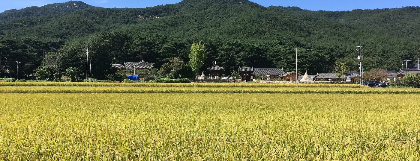 경주 남산과 그 앞의 황금빛 논, 한옥 석탑