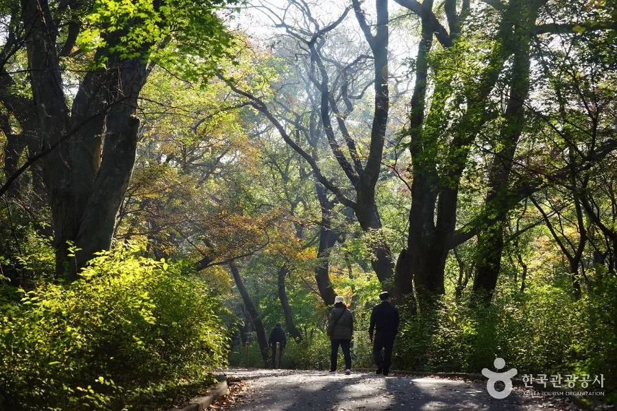 갑사 진입로의 노거수 숲길을 걷는 사람들