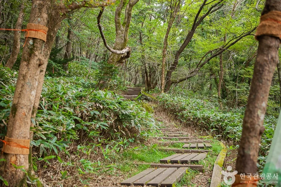 여름 — 숲길 구간의 계단. 한라산 산행의 절반 이상은 이런 숲 속이다. ⓒ한국관