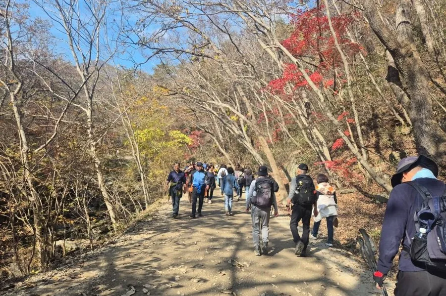 가을 — 단풍 든 조계산 숲길을 걷는 산객들. 두 절을 잇는 종주가 가장 붐비는