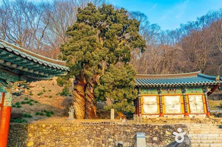 송광사 천자암의 쌍향수. 수령 800년으로 전하는 곱향나무 두 그루, 천