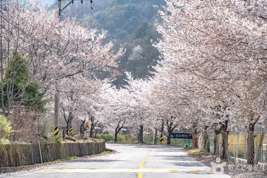 봄 — 물한계곡으로 드는 길에 벚꽃이 터널을 이룬다 ⓒ한국관광공사 TourAPI