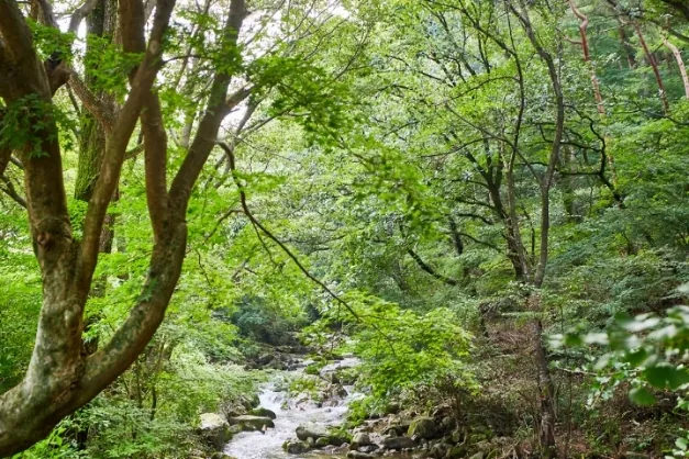 여름 — 도립공원 계곡. 구이 쪽 등산로가 이런 물길을 끼고 오른다 ⓒ한국관광공사