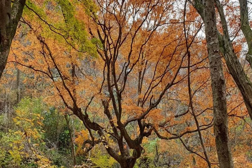 가지를 넓게 펼친 내장산의 노거수 단풍나무