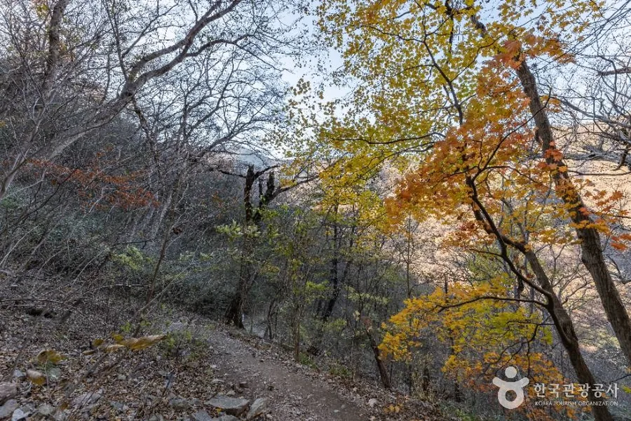 내장산 굴거리나무군락 부근의 흙길 등산로와 물든 나무들
