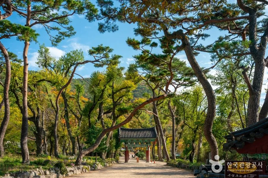 보경사 진입로 소나무 숲길