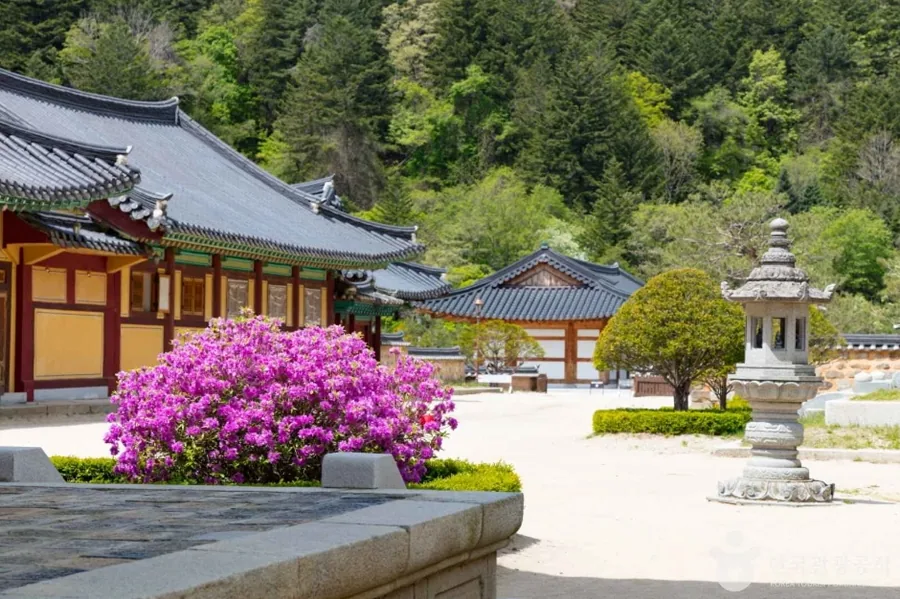 봄 — 꽃이 핀 월정사 경내 ⓒ한국관광공사 TourAPI