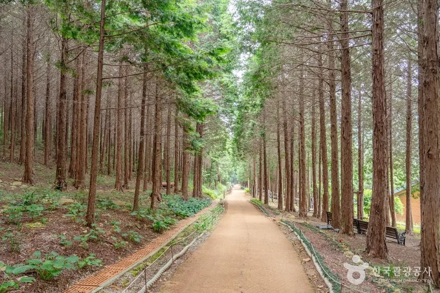 팔영산 편백 치유의 숲 산책로. 영남면 쪽 낮은 사면에 조성돼 있다. ⓒ