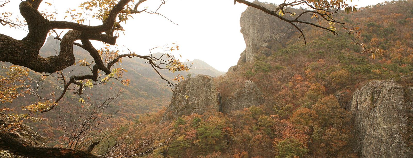 단풍 든 선운산 바위 봉우리 — 나뭇가지 사이로 본 암릉