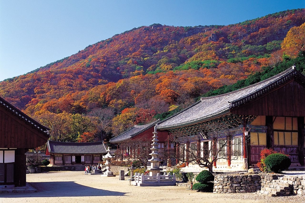 선운사 경내와 단풍 든 뒷산. 대웅전 뒤편에 천연기념물 동백나무 숲이 있