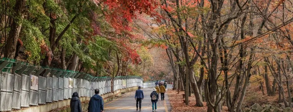 소요산 관광지 진입로의 단풍 든 가로수길