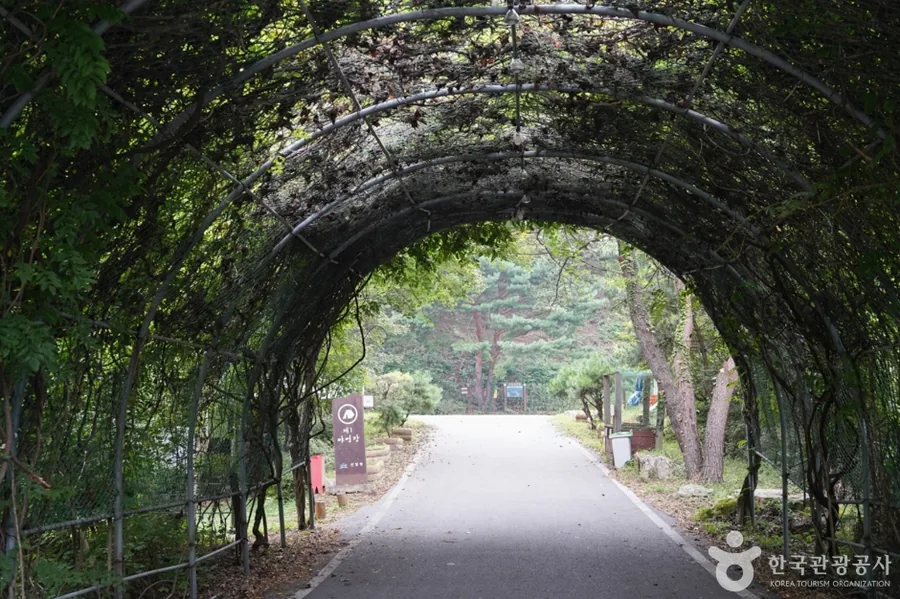 덩굴이 덮인 아치 터널 아래로 이어지는 휴양림 진입 도로