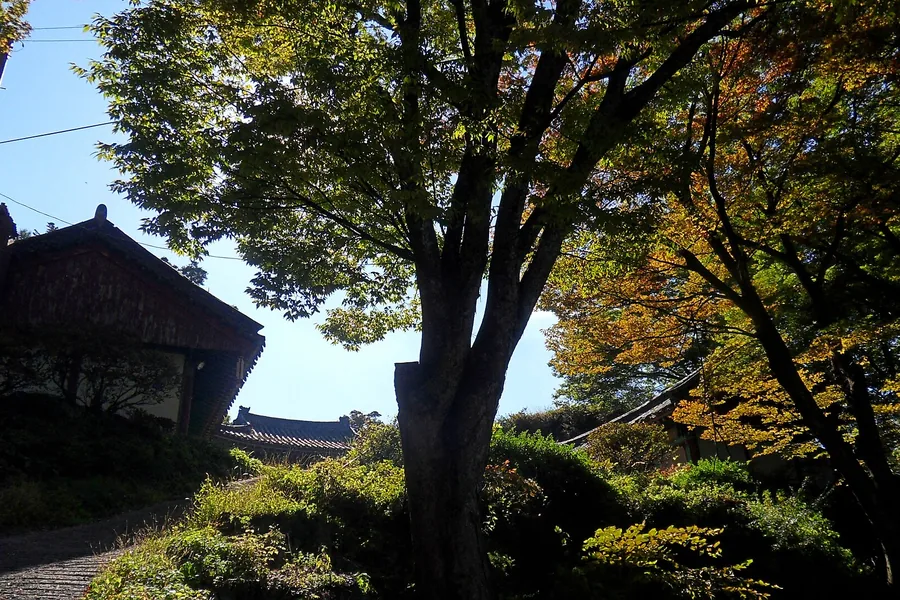 월악산 보덕암 전각과 나무
