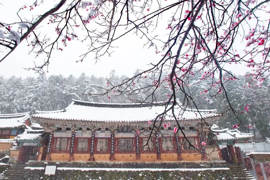 겨울 — 눈 내리는 날의 옥천사 자방루. 정면 7칸 팔작지붕 앞으로 홍매 가지가 