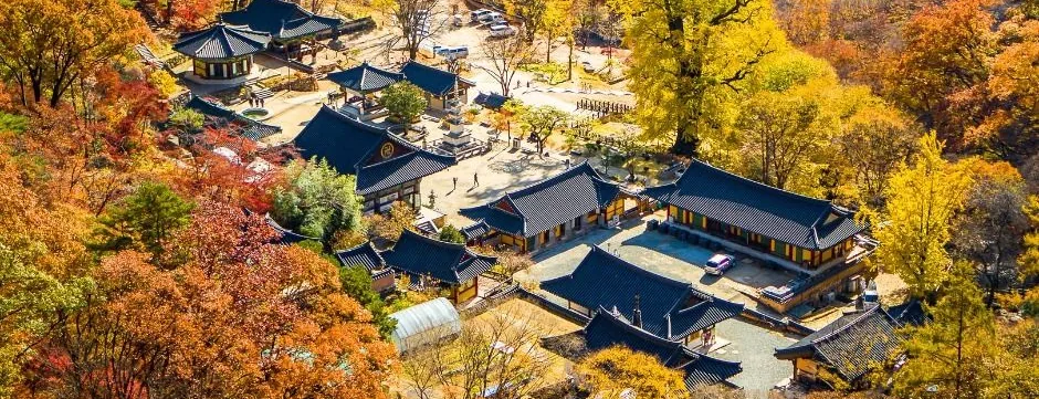 단풍에 둘러싸인 용문사 전경과 황금빛 은행나무