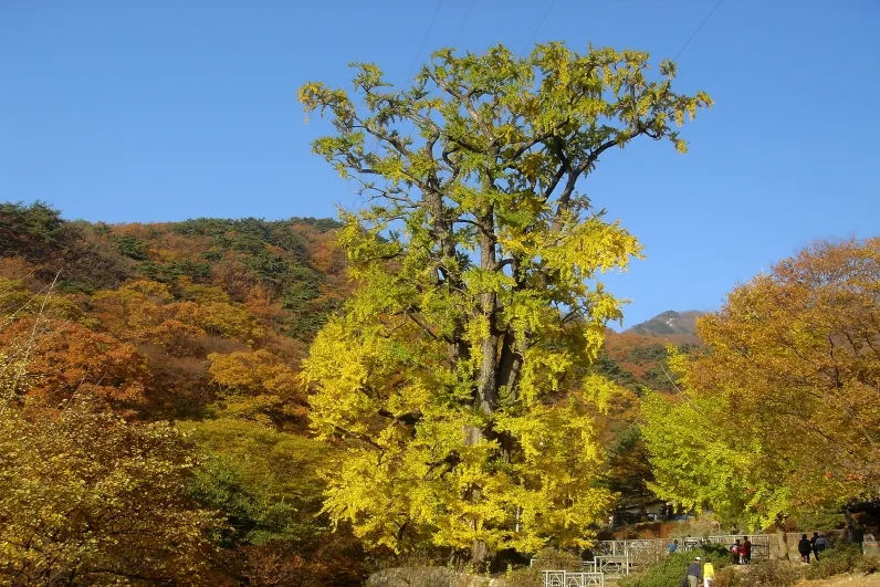 가을 — 10월의 황금빛 은행나무. 파란 하늘과 뒷산 단풍이 함께 든다. ⓒ문화재