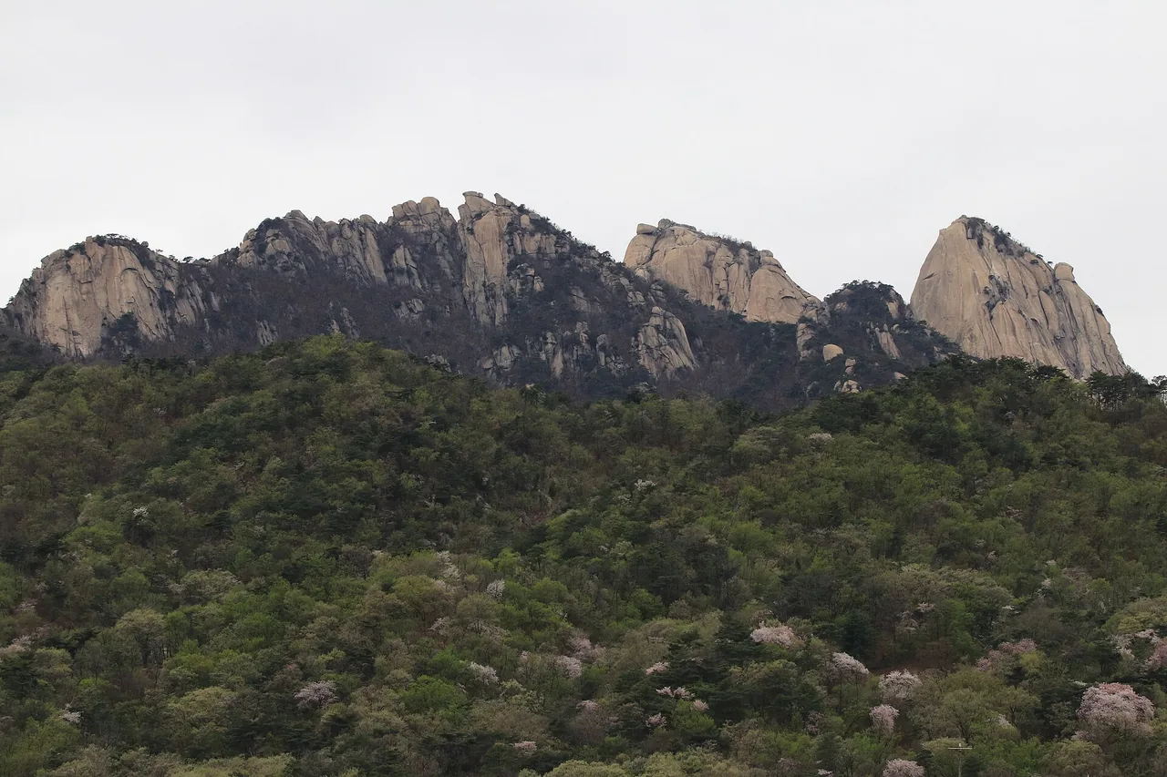 Granite peaks of Bukhansan above a spring forest