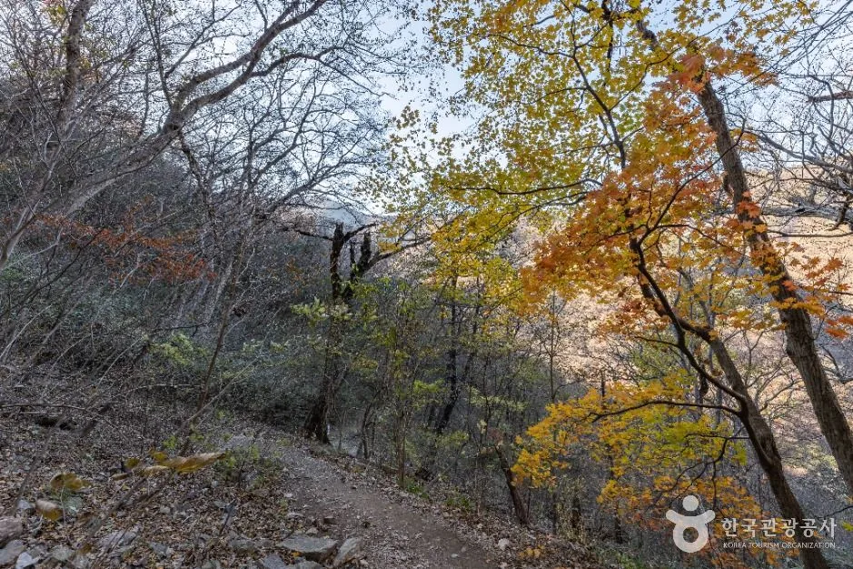 An earthen trail near the Daphniphyllum colony at Naejangsan, trees turning colour