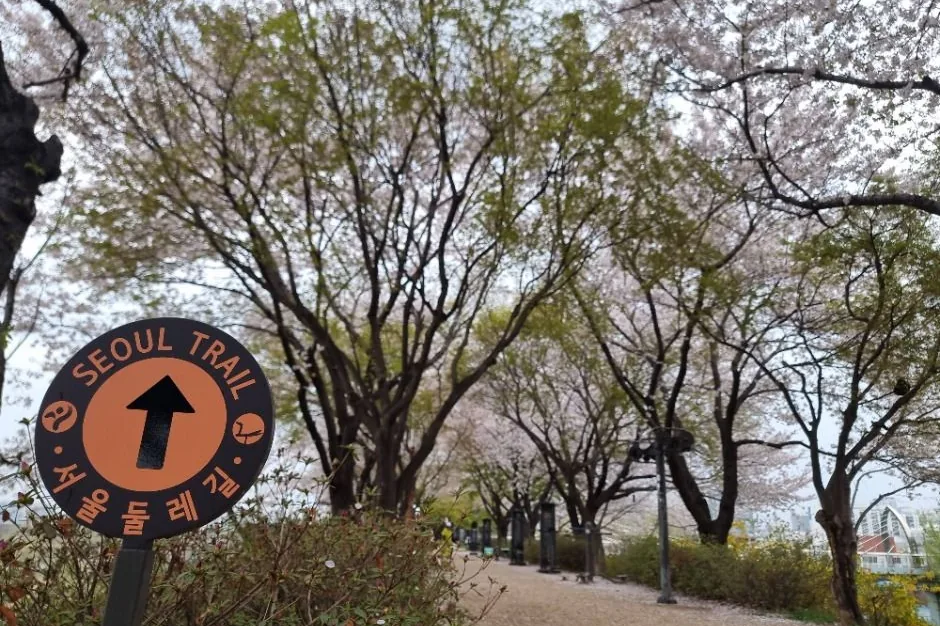 서울둘레길 표지판과 벚꽃이 핀 산책로