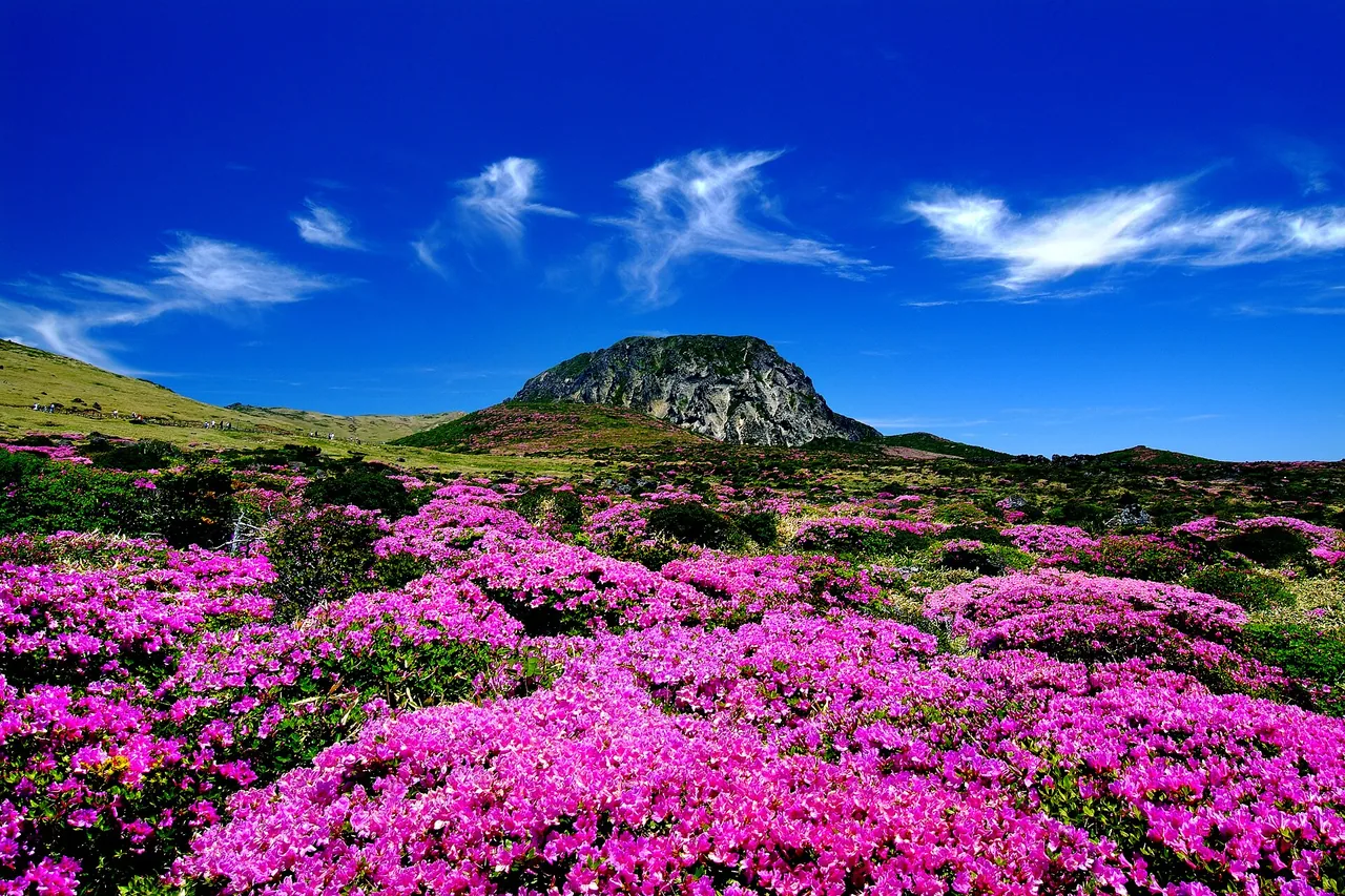 Royal azaleas flowering on the Seonjakjiwat plateau, Hallasan